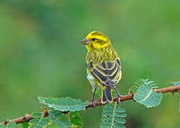 White-bellied Canary