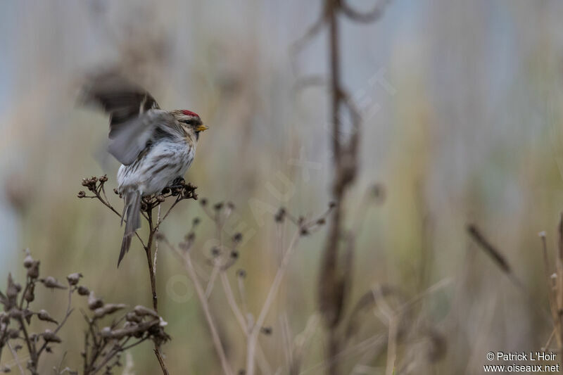 Common Redpoll female Second year