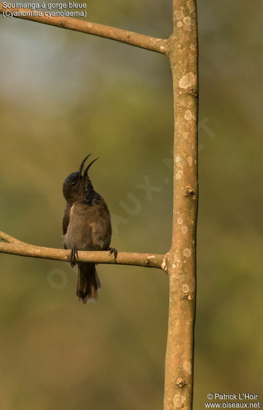 Blue-throated Brown Sunbird male adult