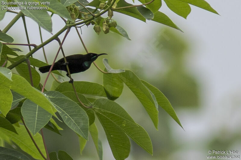 Green-throated Sunbird male adult