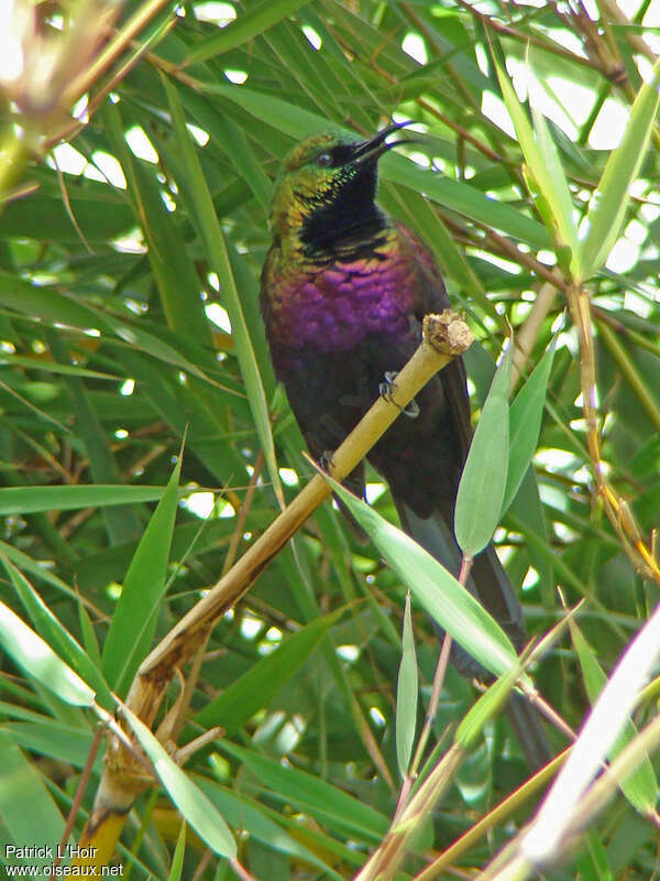 Tacazze Sunbird male adult breeding, close-up portrait