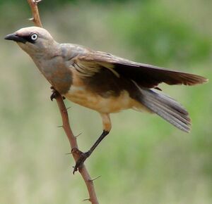 Fischer's Starling