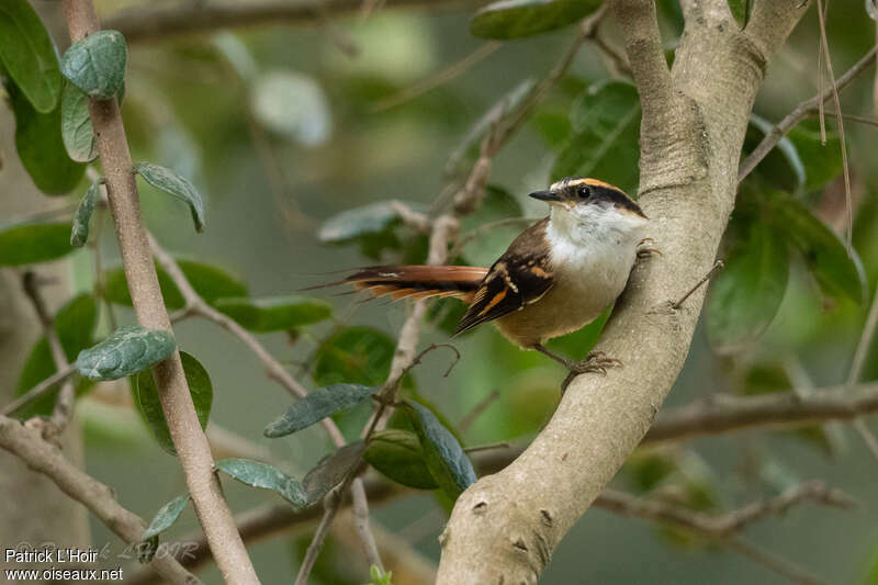 Thorn-tailed Rayaditoadult, identification
