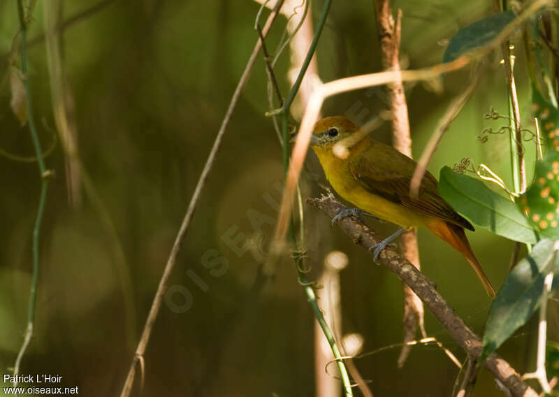 Red-crowned Ant Tanager