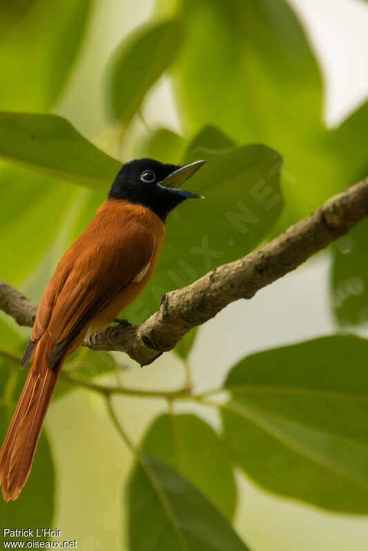 Red-bellied Paradise Flycatcher, song