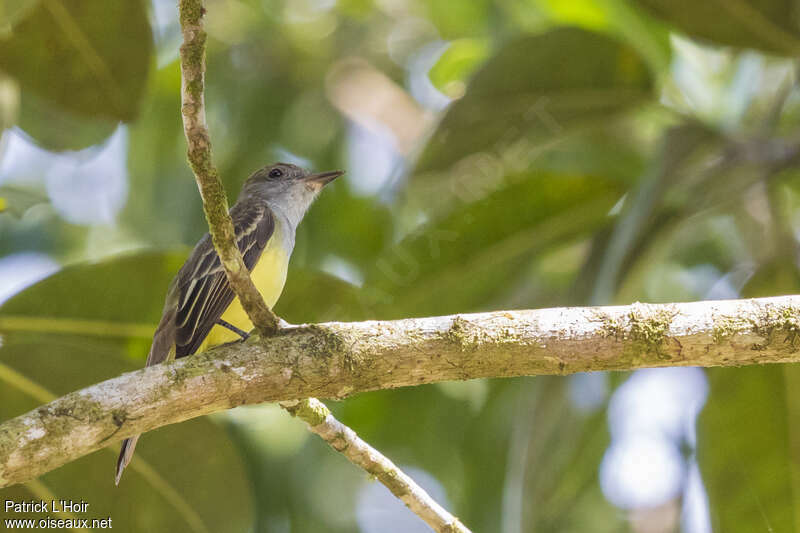 Panamanian Flycatcheradult, habitat, pigmentation