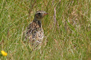 Eurasian Skylark