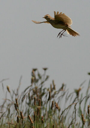 Eurasian Skylark