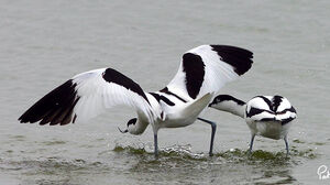 Avocette élégante