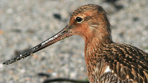 Bar-tailed Godwit 
&copy; Patrick Marques