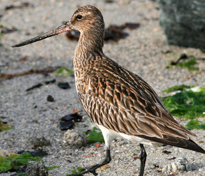 Bar-tailed Godwit 
&copy; Patrick Marques