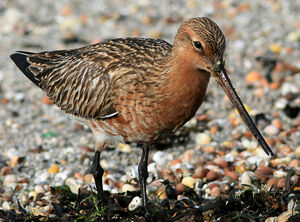 Bar-tailed Godwit 
&copy; Patrick Marques