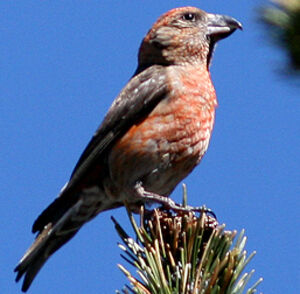 Red Crossbill