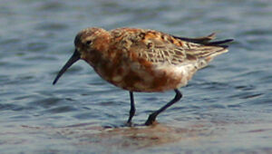Curlew Sandpiper