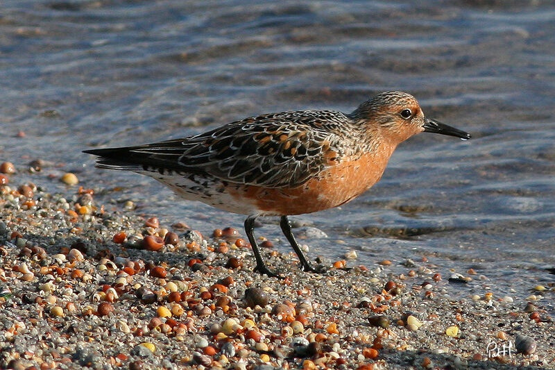 Red Knot, identification