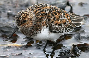 Bécasseau sanderling