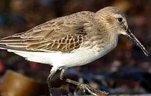 Dunlin