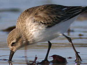 Dunlin