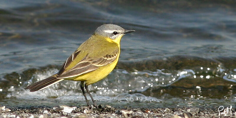Western Yellow Wagtailadult, identification