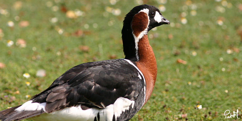 Red-breasted Goose, identification, Behaviour