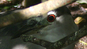 Black-crowned Night Heron
