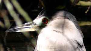 Black-crowned Night Heron