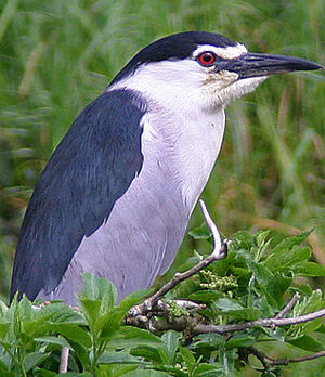 Black-crowned Night Heron