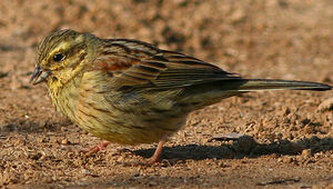 Cirl Bunting