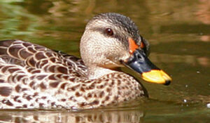 Indian Spot-billed Duck