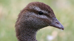 Canard � crini�re