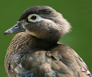 Wood Duck