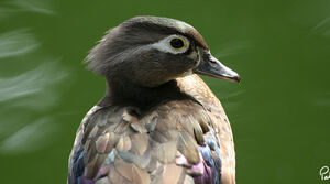 Wood Duck