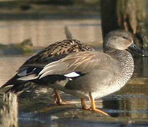Canard chipeau 
&copy; Patrick Marques