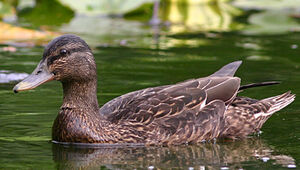 Mallard 
&copy; Patrick Marques