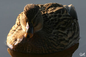 Mallard 
&copy; Patrick Marques