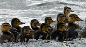 Canard colvert 
&copy; Patrick Marques