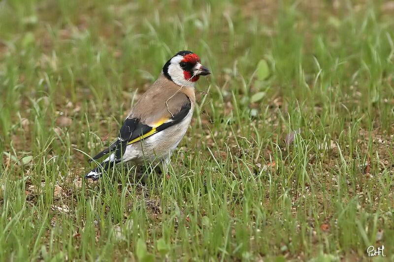 European Goldfinch, identification, Behaviour