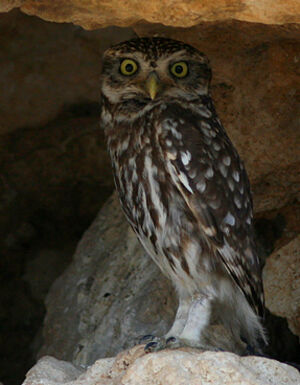 Little Owl