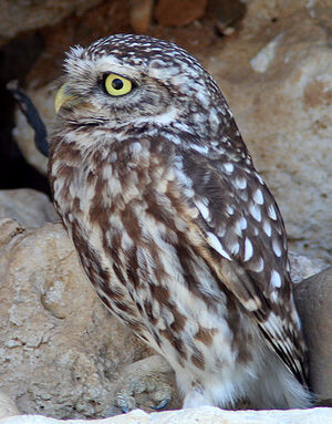 Little Owl