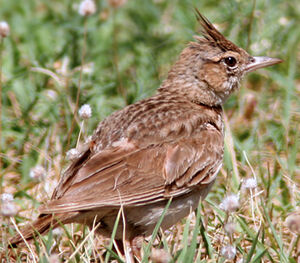 Crested Lark