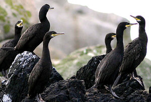 European Shag
