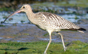 Eurasian Curlew