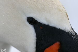 Cygne tubercul�