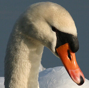 Cygne tuberculé