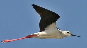 Black-winged Stilt