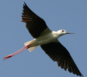 Black-winged Stilt