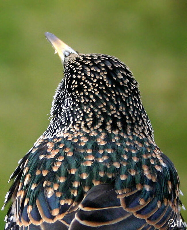 Common Starlingadult post breeding, identification
