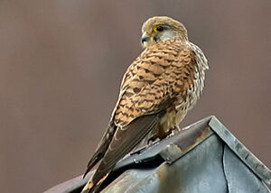 Common Kestrel