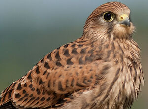 Common Kestrel