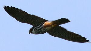 Eurasian Hobby